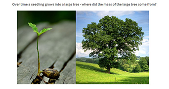 Sprouting oak tree seed on left fully grown oak tree on the right