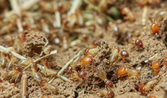 termites in soil and pieces of straw