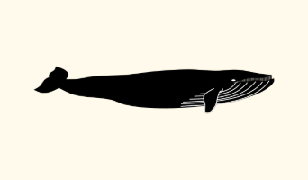 a simple illustration of a whale