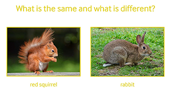 squirral & rabbit picture with a question what is the same and different about them