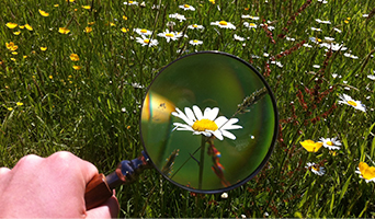 Flower through magnifying glass