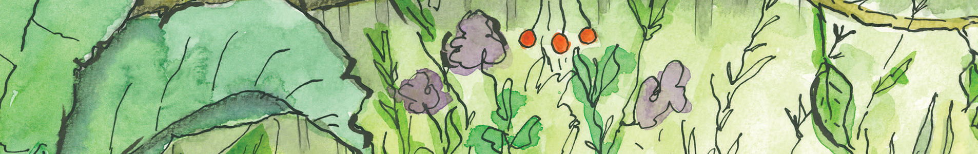 Watercolour Illustration of plants. From the book The Molliebird.