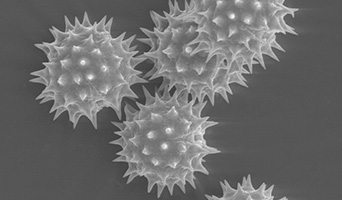 Black and white close up of pollen