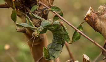 green spiny leaf insect