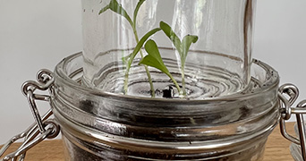 Plants sprouting in a jar with a glass lid