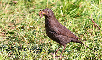 Small brown bird with a worm in its mouth
