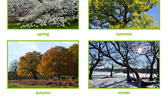 picture of trees in different seasons
