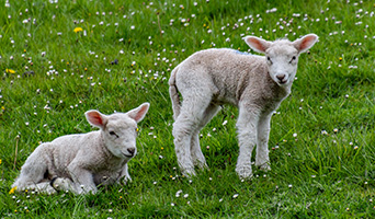 Two lambs, one sitting and one standing