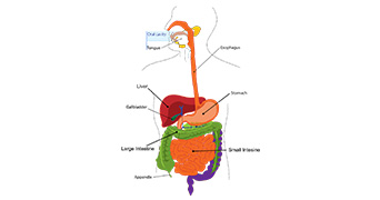 Diagram of digestive system