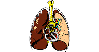 Image of heart and lungs