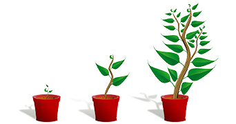 3 images showing a plant growing