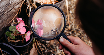 Magnifying glass looking at flowers