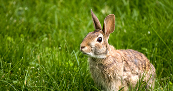 A rabbit in a field of grass