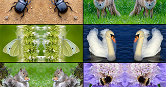 Grid of different animals