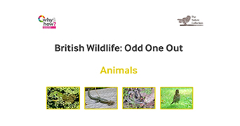 Odd one out animals