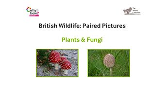 Plants and Fungi