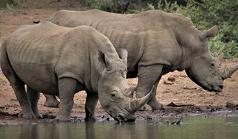 Two rhinos at water