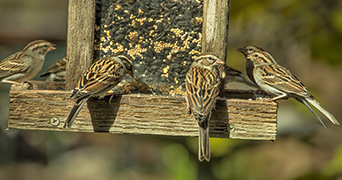 four birds eating seeds from a bird feeder