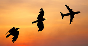 Two birds and plane silhouettes