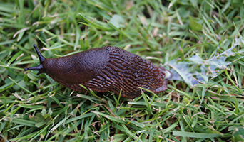 slug on grass