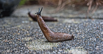 an image of a slug on pavement with half of its body raised off the ground