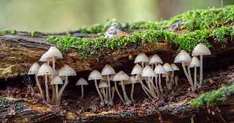 an image of many small mushrooms growing on a piece of bark