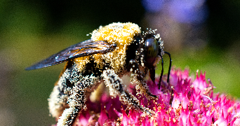 a close image of a bee on a flower with pollen on both