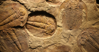 an image of fossilised organisms