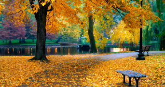 an autumn view with fallen yellow leaves on the ground and path