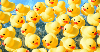 several rubber ducks floating in a pool