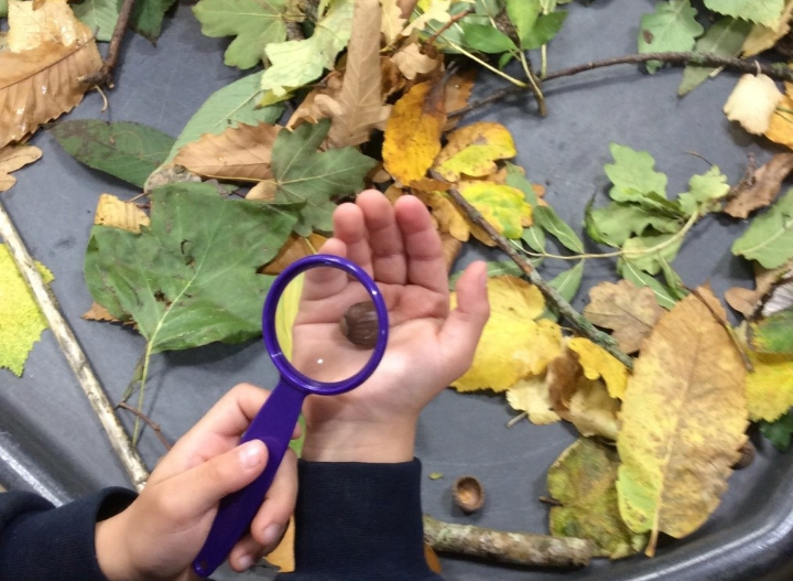 A child holds a magnifying glass over a small object in their hand, exploring leaves and natural materials on a tray